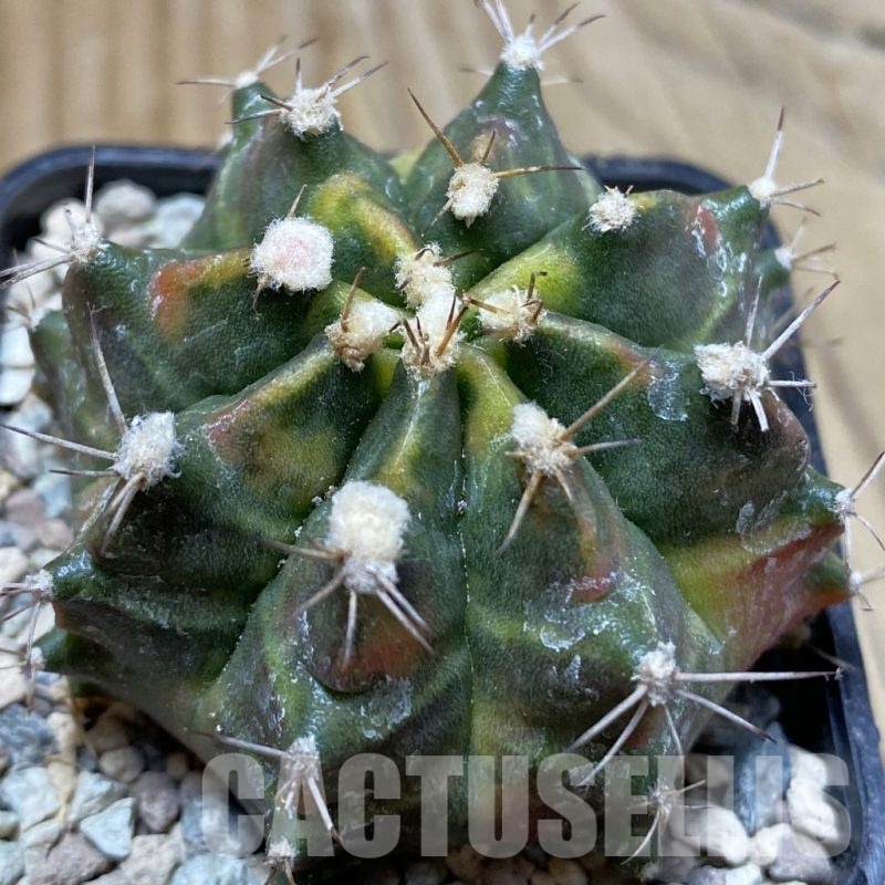 SH24274 Gymnocalycium mihanovichii ‘Sos’