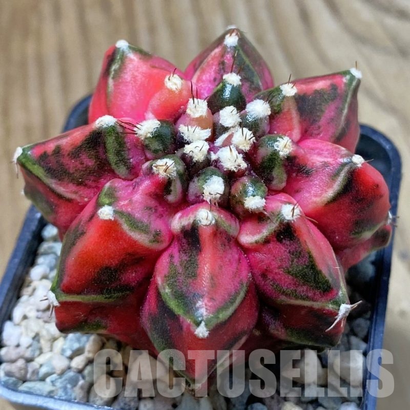 SH24275 Gymnocalycium mihanovichii ‘T-Rex’ f. variegata