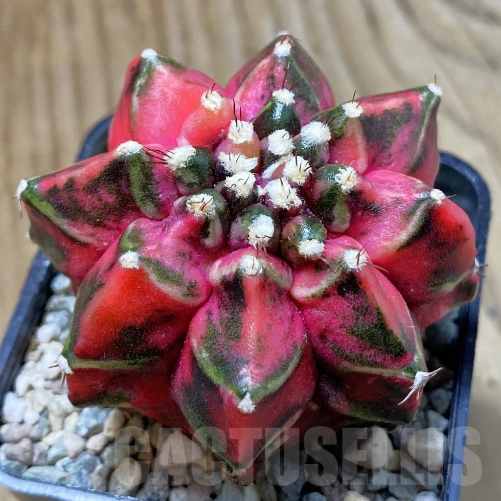 SH24275 Gymnocalycium mihanovichii ‘T-Rex’ f. variegata