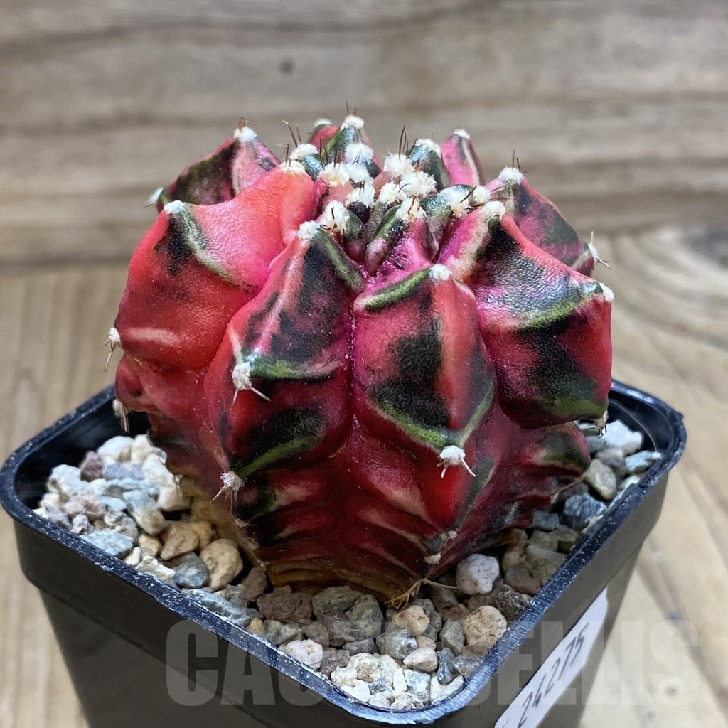 SH24275 Gymnocalycium mihanovichii ‘T-Rex’ f. variegata - Image 2