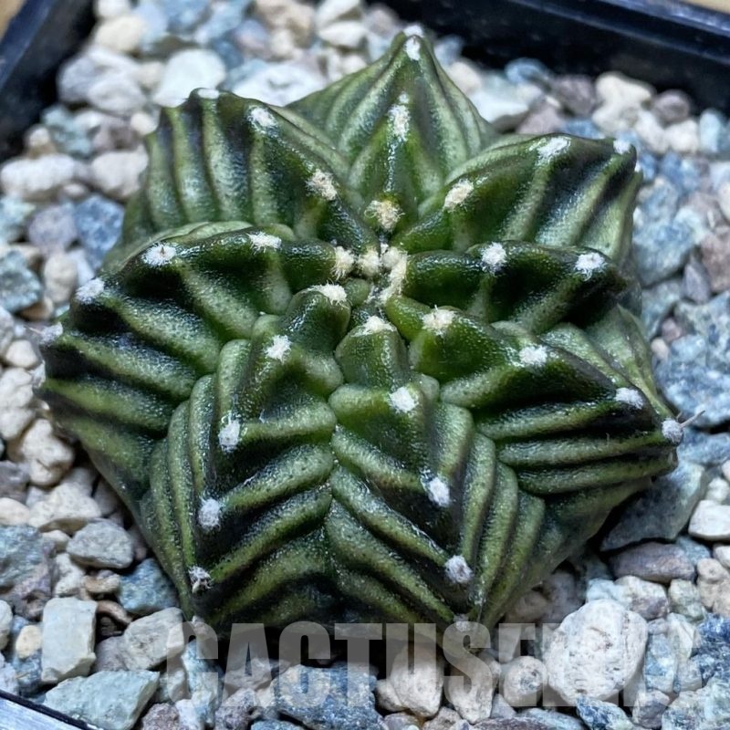 SH24276 Gymnocalycium mihanovichii ‘Pandan’
