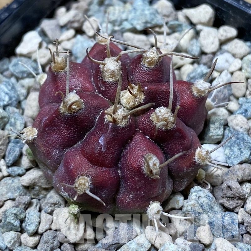 SH24277 Gymnocalycium mihanovichii ‘Dead Pool’