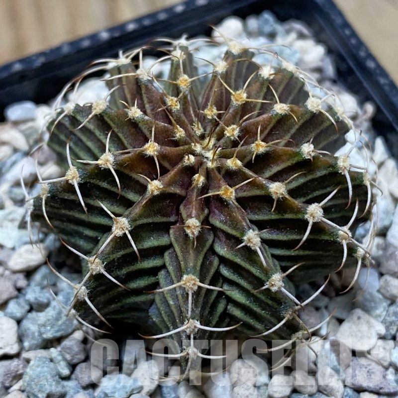 SH24278 Gymnocalycium friedrichii 9R001