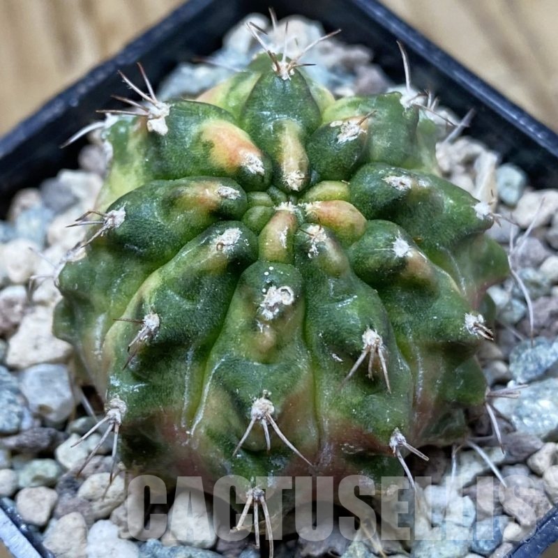 SH24279 Gymnocalycium mihanovichii ‘Golden Tiger’