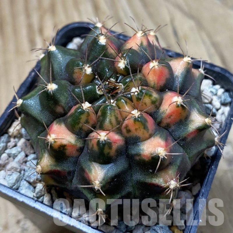 SH24282 Gymnocalycium mihanovichii ‘Kan-Thong’