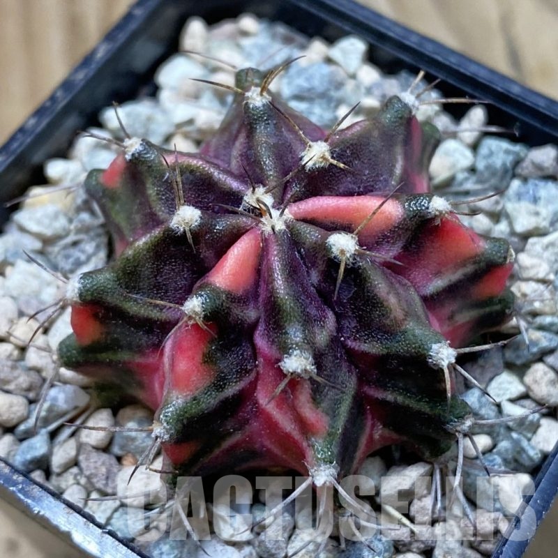 SH24283 Gymnocalycium mihanovichii ‘Hell Boy’