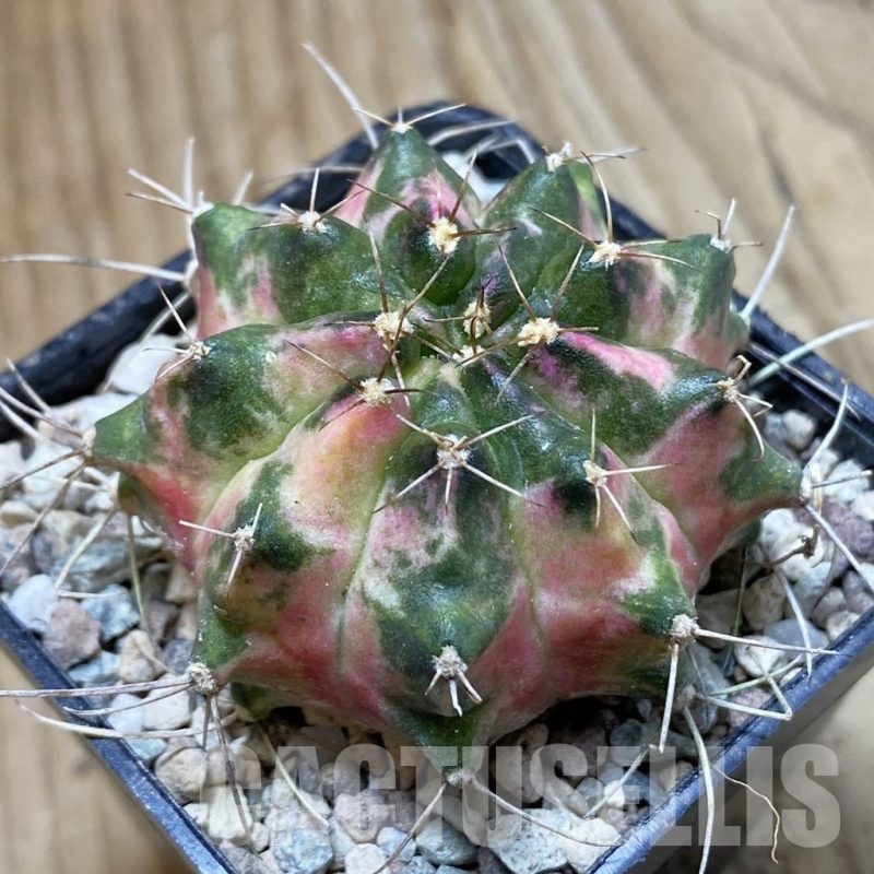 SH24284 Gymnocalycium mihanovichii ‘Peach Peach’
