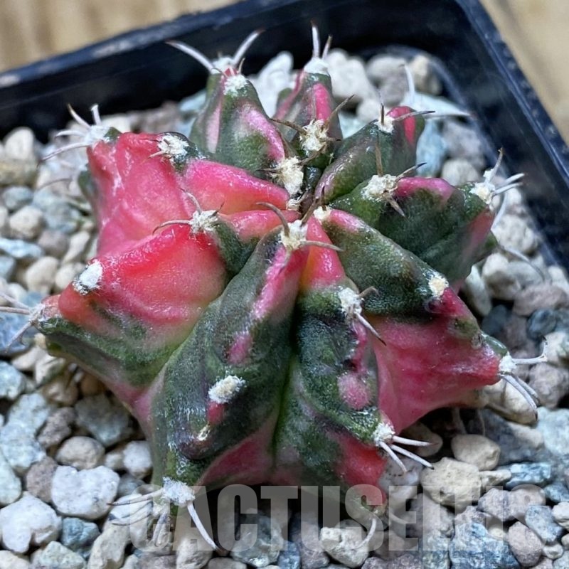 SH24285 Gymnocalycium mihanovichii P3