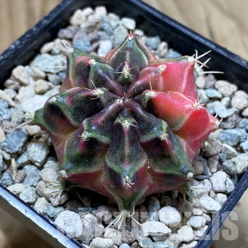 SH24286 Gymnocalycium mihanovichii ‘Little Rabbit’