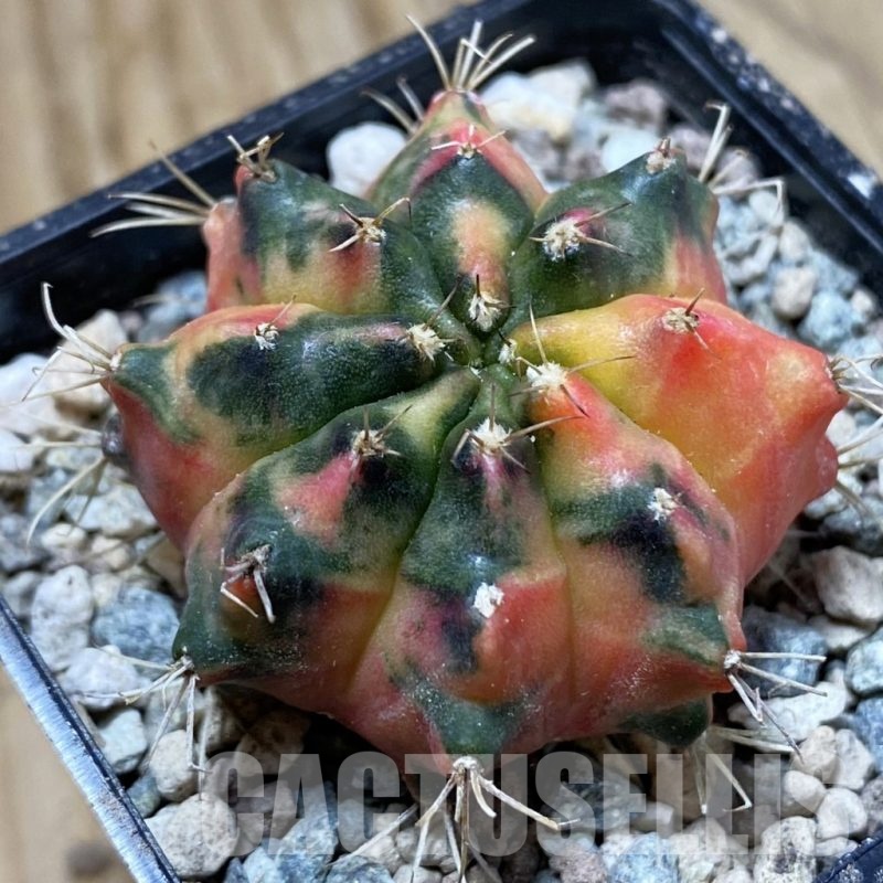 SH24287 Gymnocalycium mihanovichii ‘Pearl Andaman’