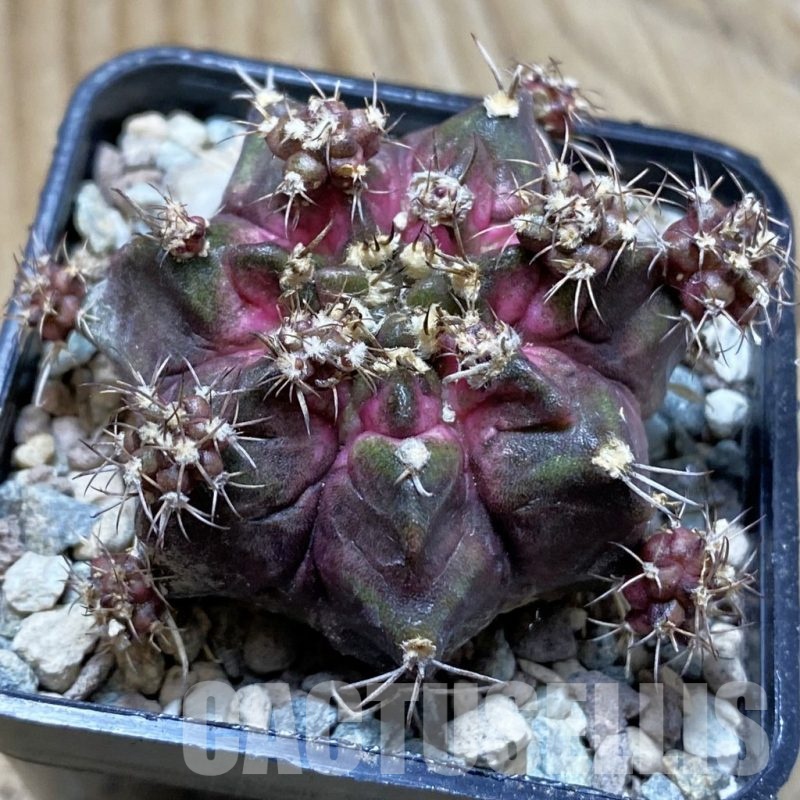 SH24288 Gymnocalycium mihanovichii ‘Godji’
