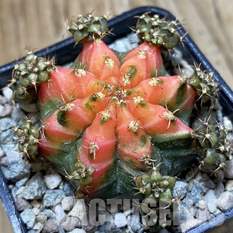 SH24289 Gymnocalycium mihanovichii ‘French Fuchsia’