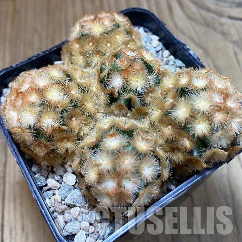 SH24223 Mammillaria carmenae ‘Buddha’ hybrid