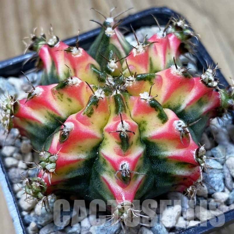 SH24290 Gymnocalycium mihanovichii ‘Multicolor’