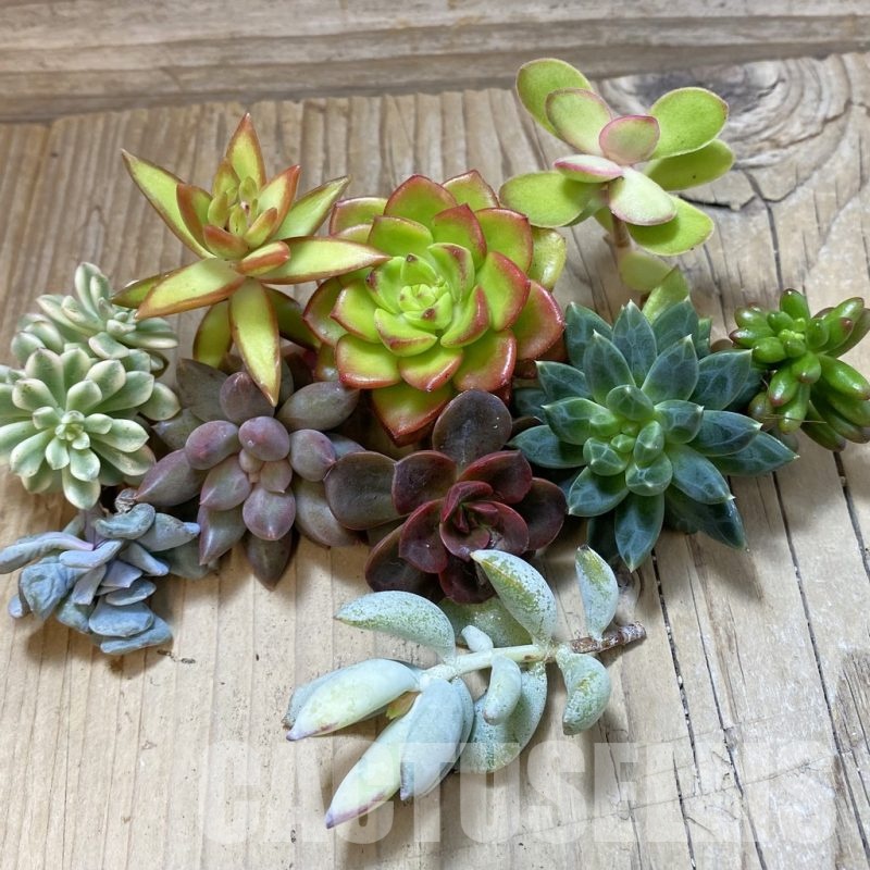 SH24291 Succulents mix, cuted
