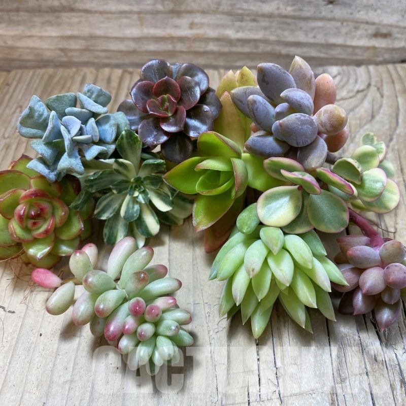 SH24292 Succulents mix, cuted
