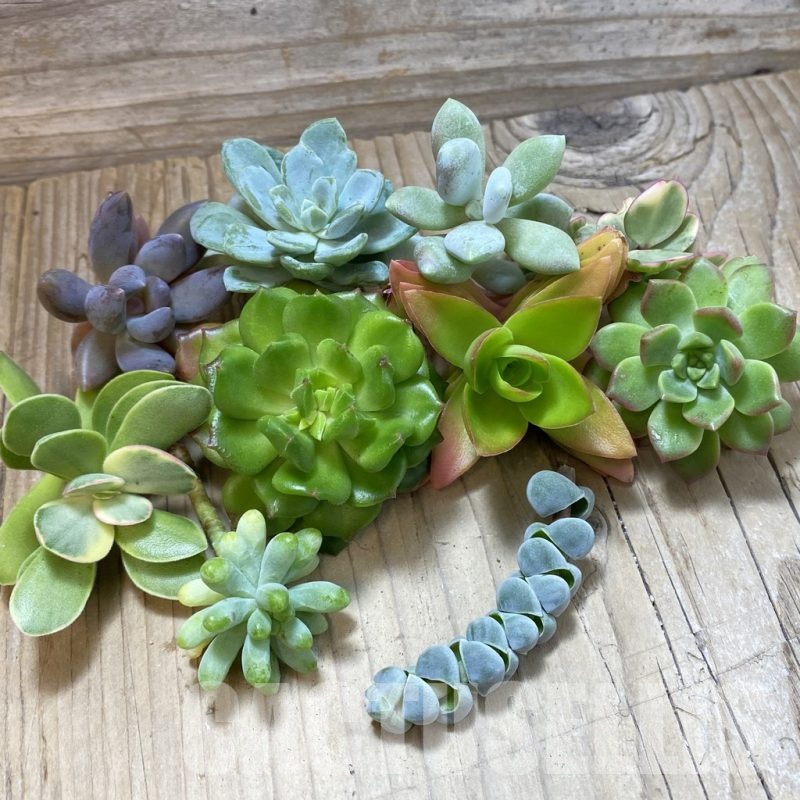 SH24293 Succulents mix, cuted