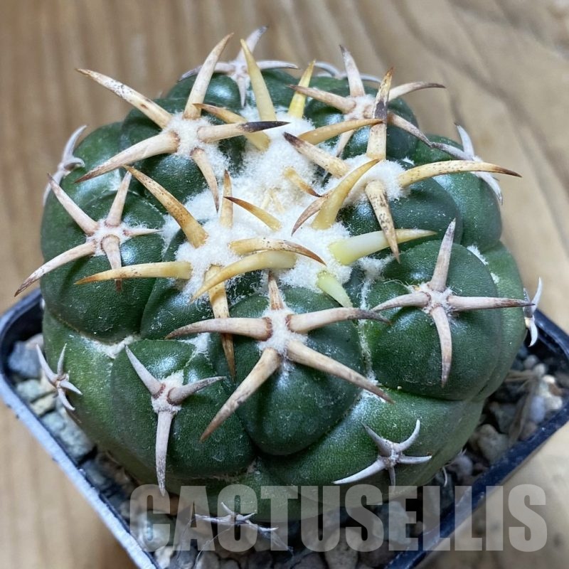 SH24230 Coryphantha elephantidens 'Tanshi Mini Heart'