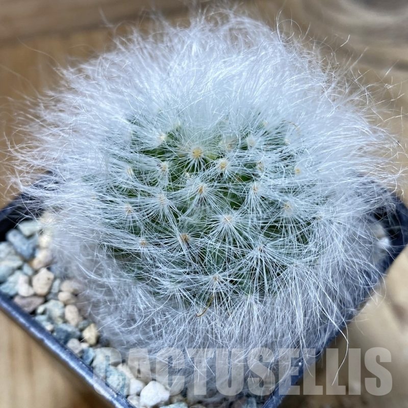 SH24232 Mammillaria guelzowiana LAU 640