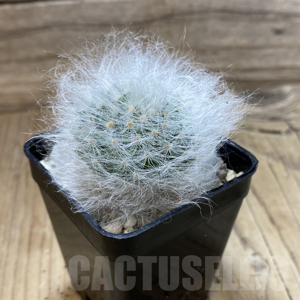 SH24232 Mammillaria guelzowiana LAU 640 - Image 2