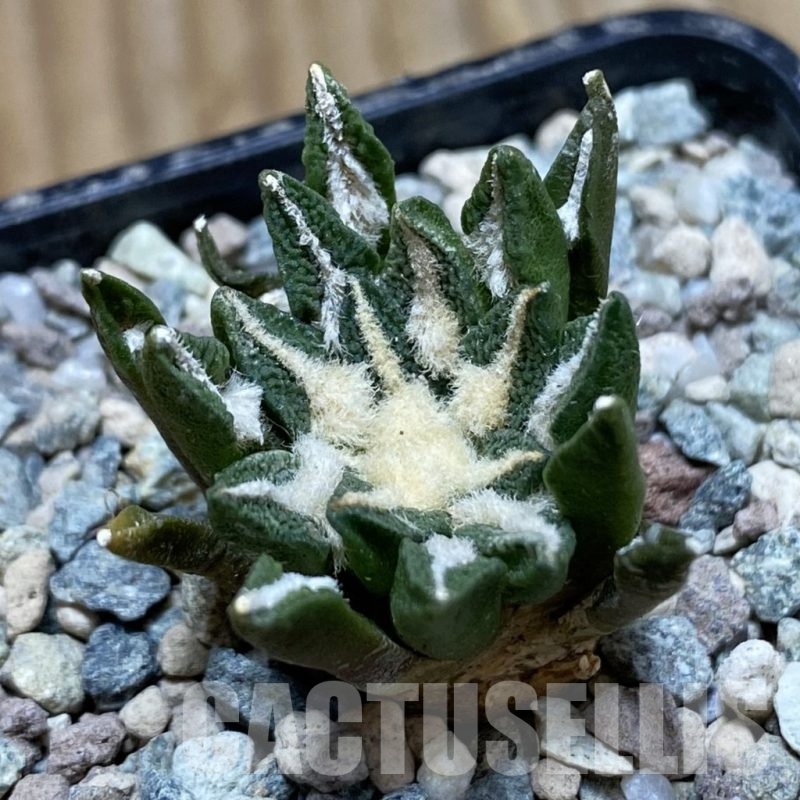 SH24233 Ariocarpus kotschoubeyanus hybrid, own roots