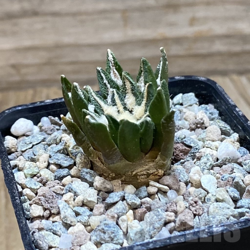 SH24233 Ariocarpus kotschoubeyanus hybrid, own roots - Image 2