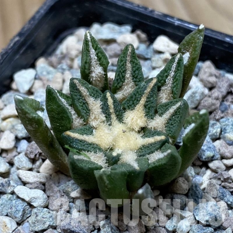SH24234 Ariocarpus kotschoubeyanus hybrid, own roots