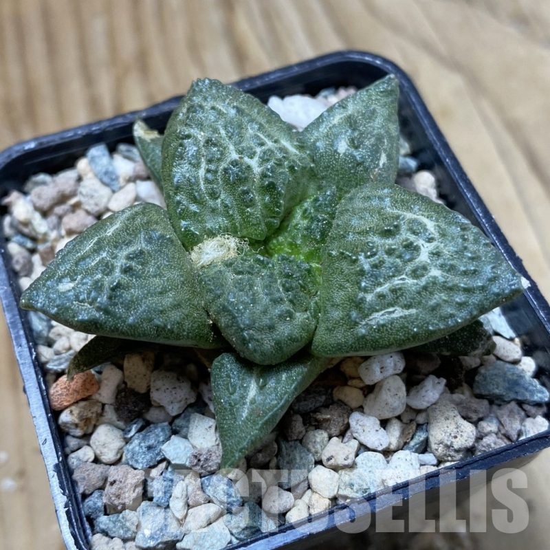 SH24235 Ariocarpus fissuratus ‘Godzilla’ hybrid, seedling, own roots