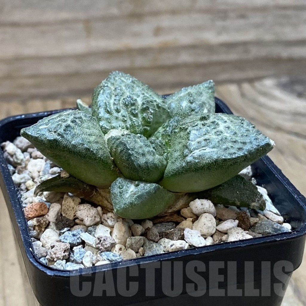 SH24235 Ariocarpus fissuratus ‘Godzilla’ hybrid, seedling, own roots - Image 2