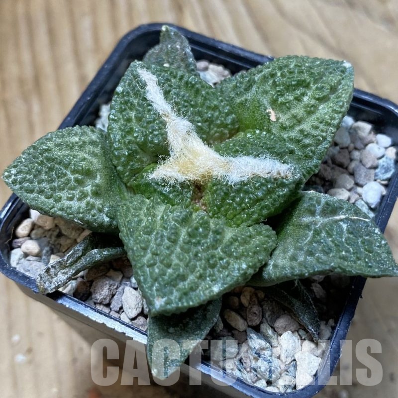 SH24236 Ariocarpus fissuratus ‘Godzilla’ hybrid, seedling, own roots