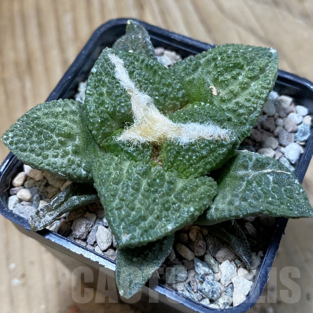 SH24236 Ariocarpus fissuratus ‘Godzilla’ hybrid, seedling, own roots