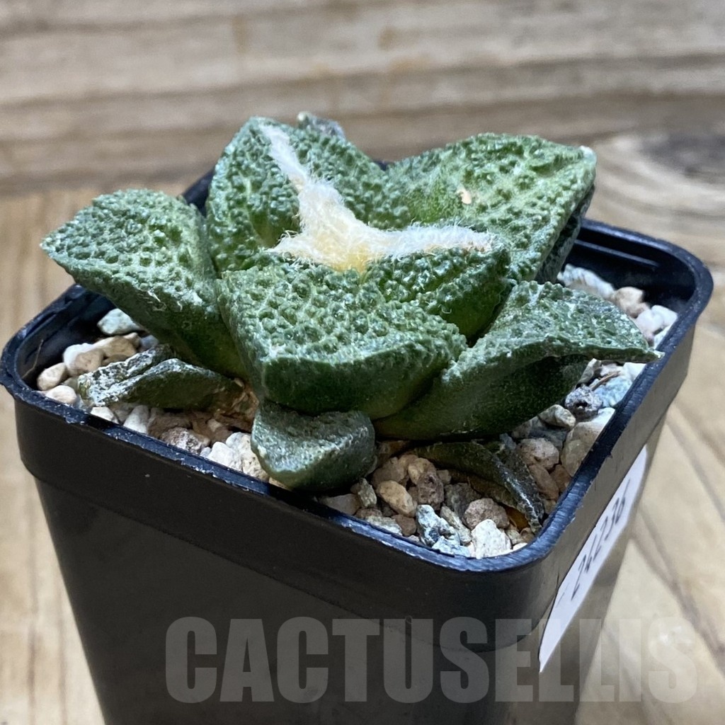 SH24236 Ariocarpus fissuratus ‘Godzilla’ hybrid, seedling, own roots - Image 2