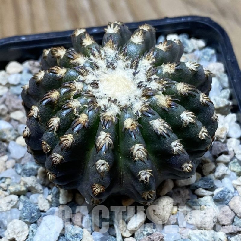 SH24237 Discocactus horstii