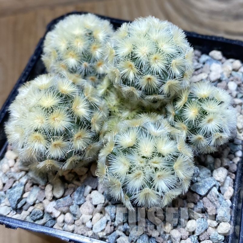 SH24224 Mammillaria carmenae ‘Buddha’ hybrid