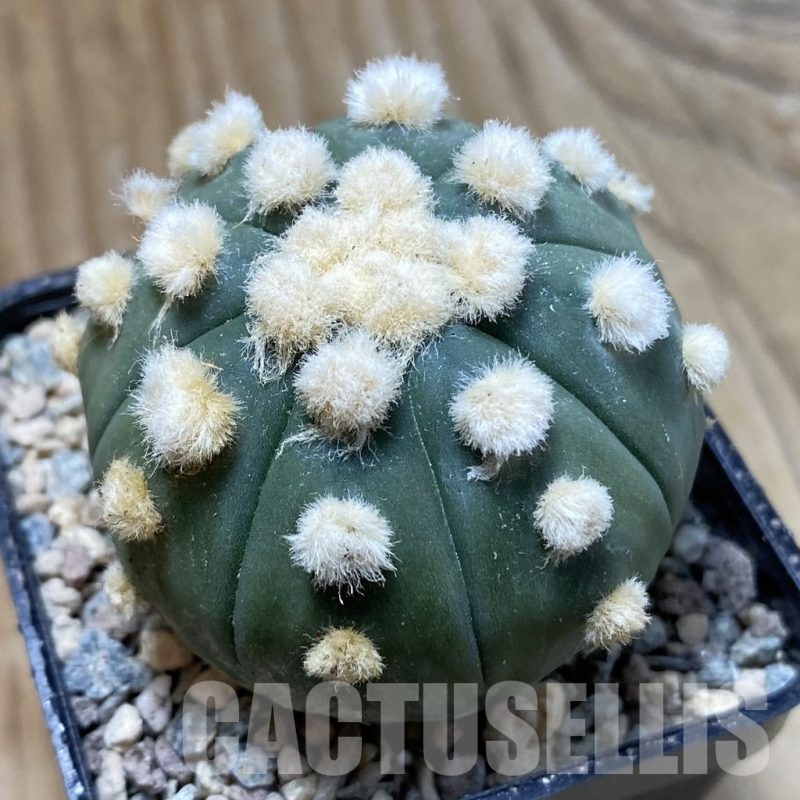 SH24239 Astrophytum asterias ‘Ooibo’