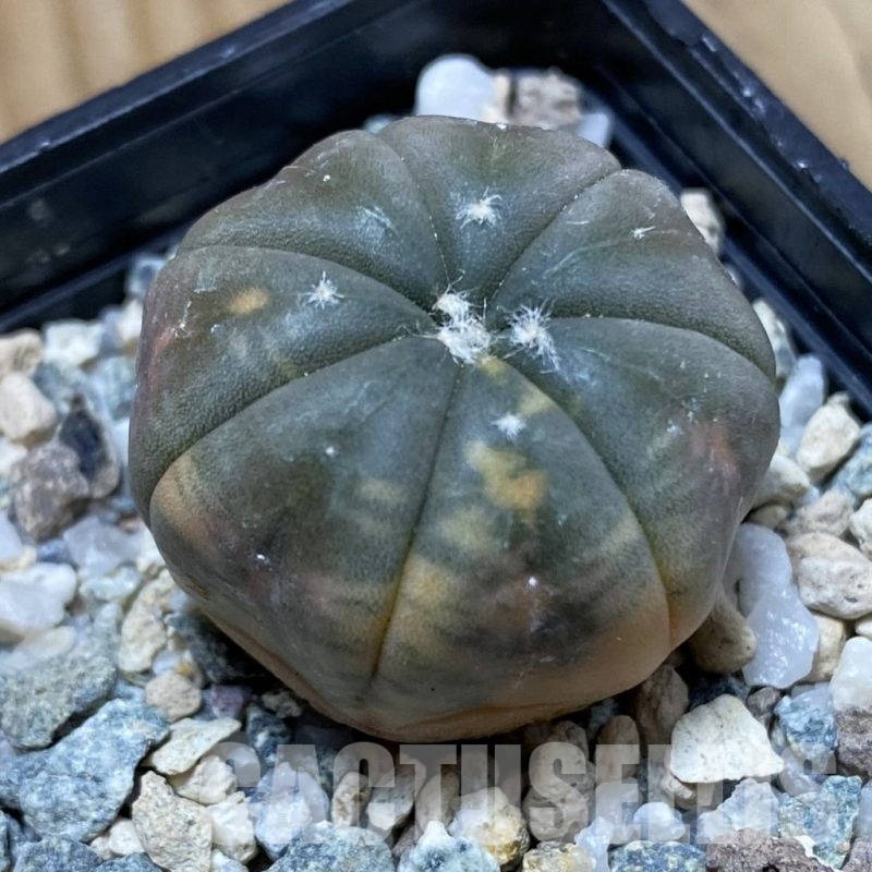 SH24240 Astrophytum asterias ‘Red Purple Skin’ f. variegata