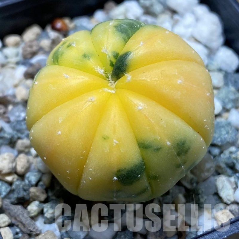 SH24241 Astrophytum asterias f. variegata