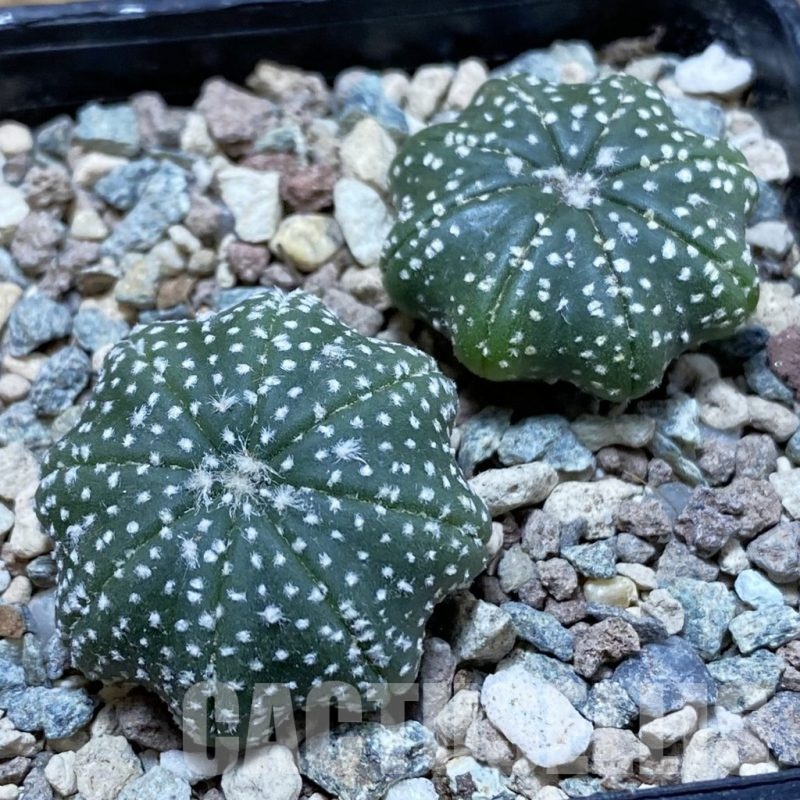 SH24242 Astrophytum asterias ‘Star Shape’, 2 plants