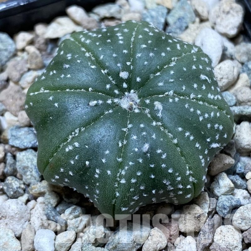 SH24243 Astrophytum asterias ‘Star Shape’