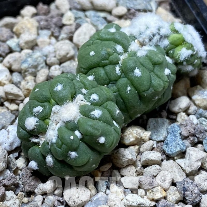 SH24244 Astrophytum asterias ‘Kikko Lizart Skin’