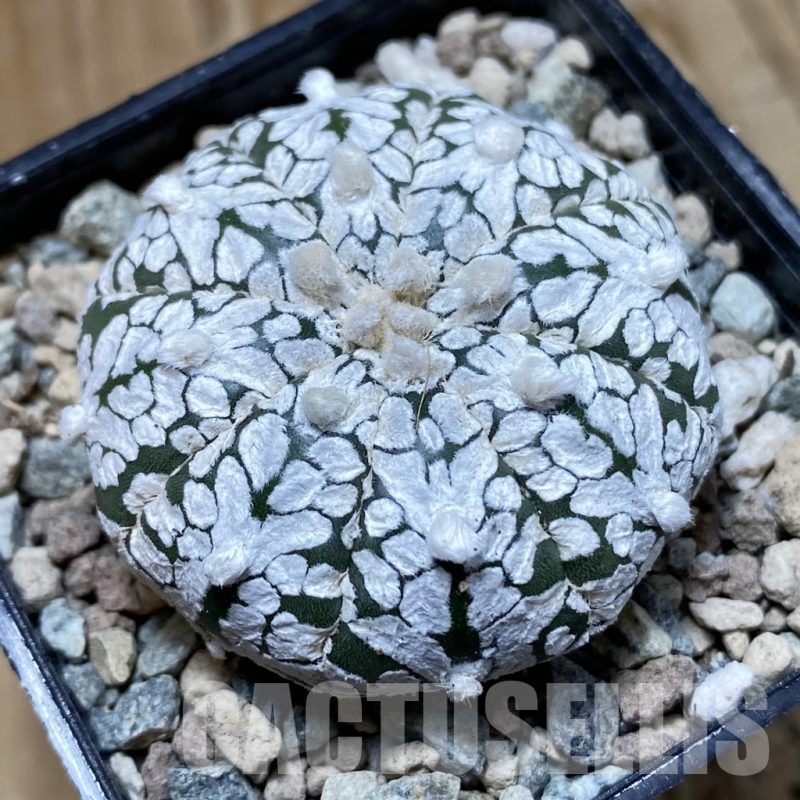 SH24245 Astrophytum asterias ‘Super Kabuto’ V-type