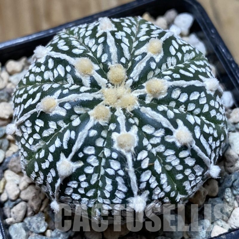 SH24246 Astrophytum asterias ‘Super Kabuto’ V-type
