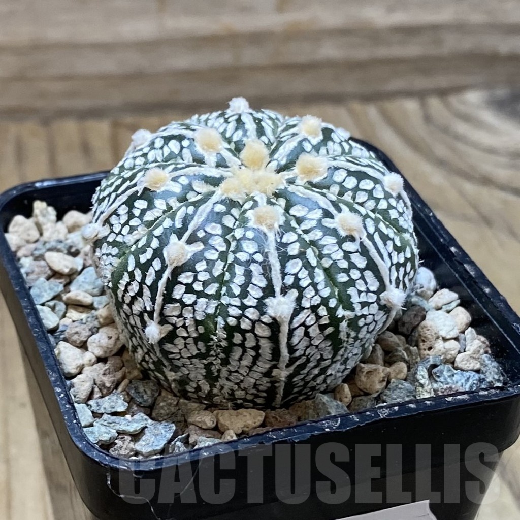 SH24246 Astrophytum asterias ‘Super Kabuto’ V-type - Image 2