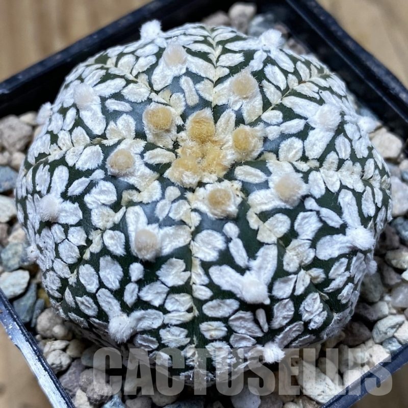 SH24247 Astrophytum asterias ‘Super Kabuto’ V-type
