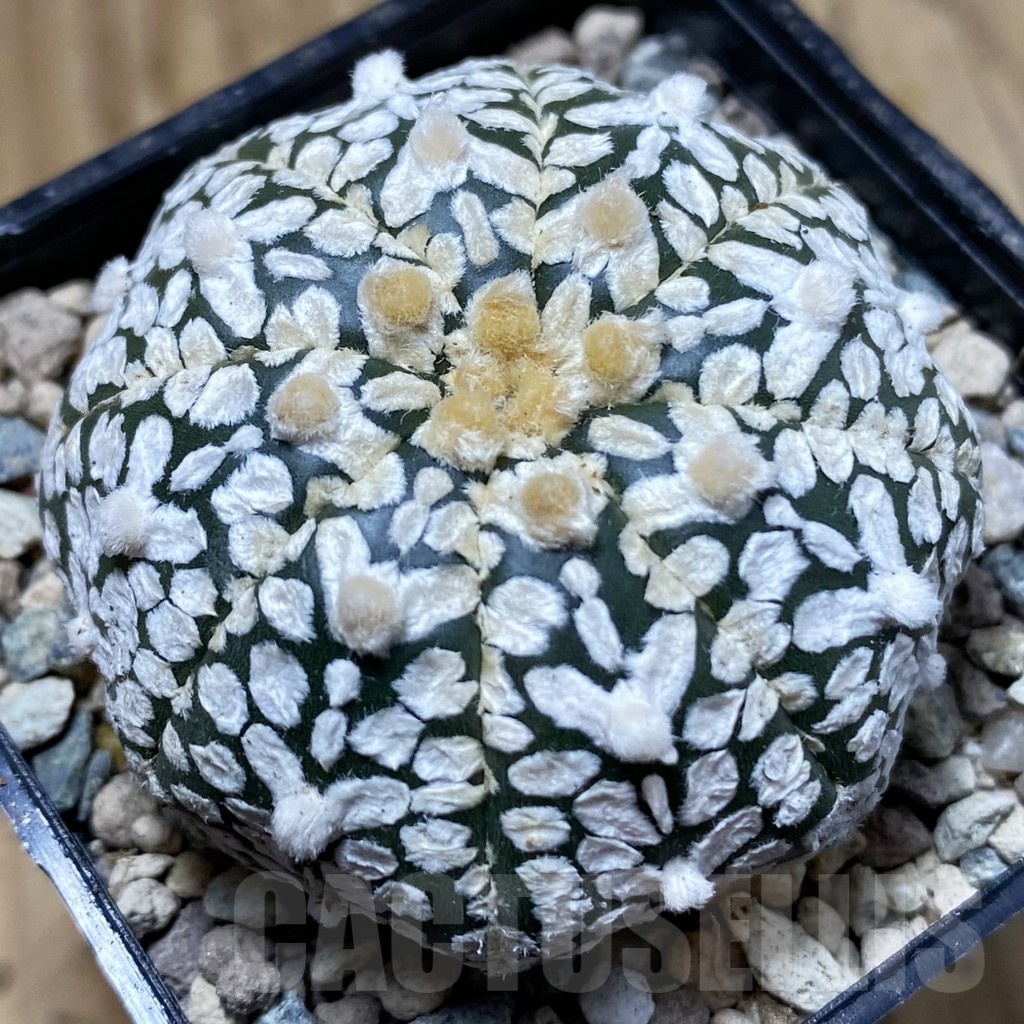 SH24247 Astrophytum asterias ‘Super Kabuto’ V-type