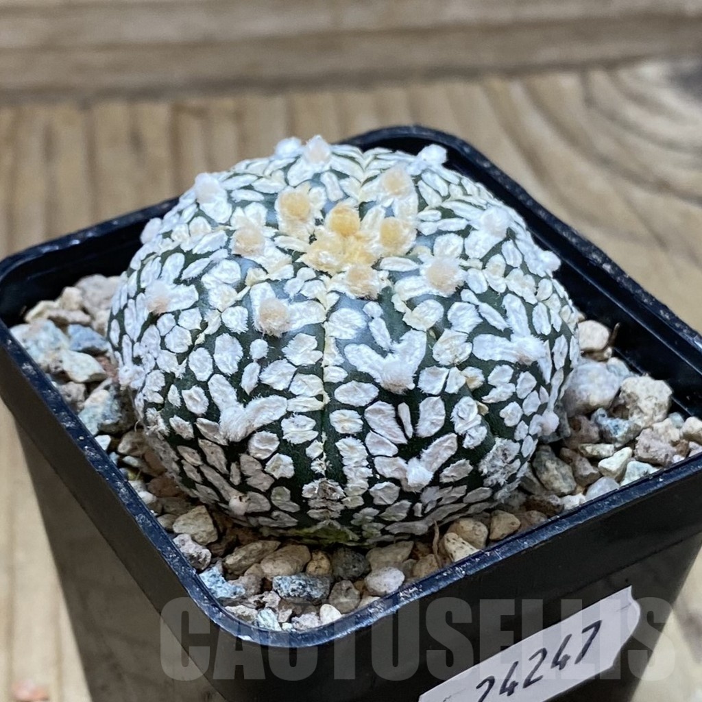 SH24247 Astrophytum asterias ‘Super Kabuto’ V-type - Image 2