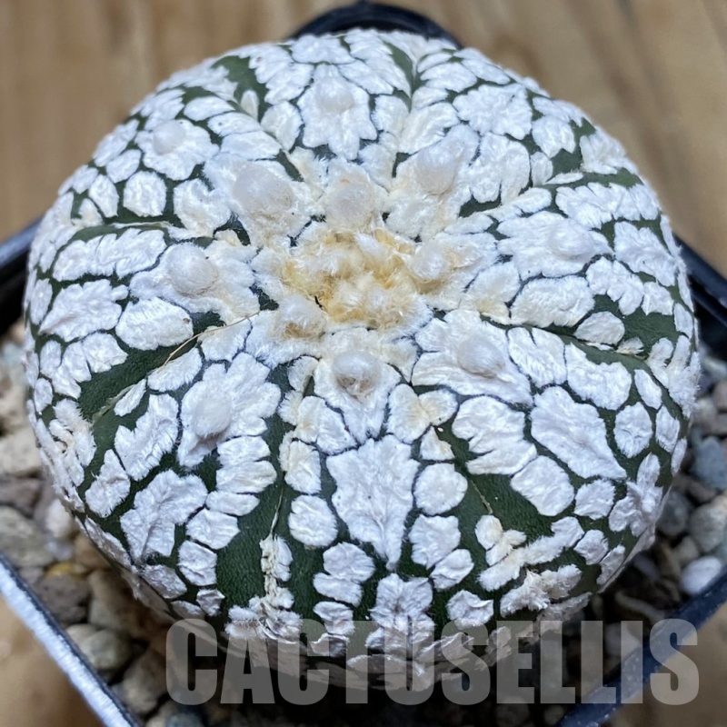 SH24248 Astrophytum asterias ‘Super Kabuto’ hybrid