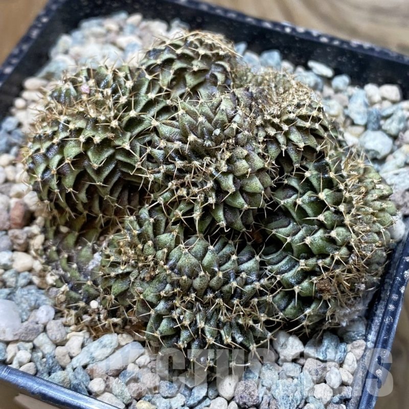 SH24225 Gymnocalycium mihanovichii f. cristata