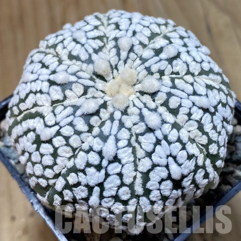 SH24249 Astrophytum asterias ‘Super Kabuto’ hybrid