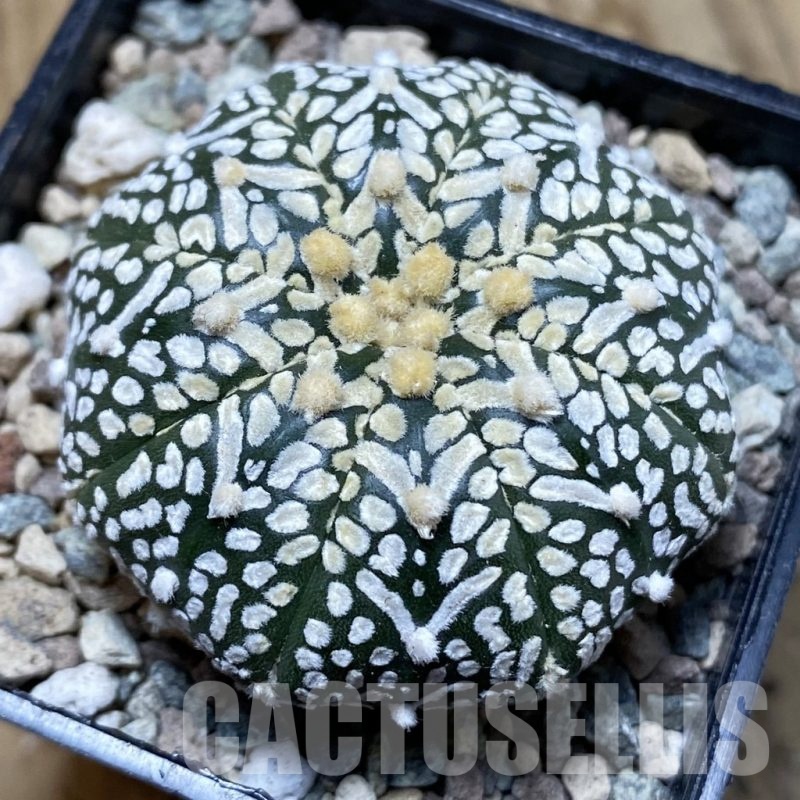 SH24250 Astrophytum asterias ‘Super Kabuto’ V-type f. nudum